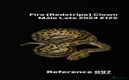 Python Snake reptiles for sale: Various 2025 & 2024 Pied Ball Pythons Royal Snake - Image 9