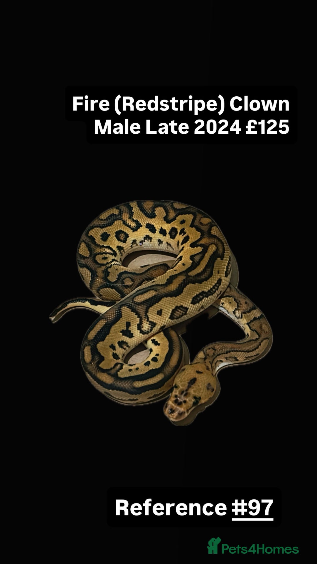 Python Snake reptiles for sale: Various 2025 & 2024 Pied Ball Pythons Royal Snake - Image 9