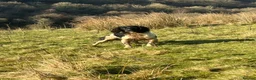 English Springer Spaniel dogs for sale: Gorgeous KC Springer Spainel Puppies  - Advert 3