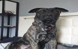 Mixed Breed dogs for sale: Clyde - Image 3