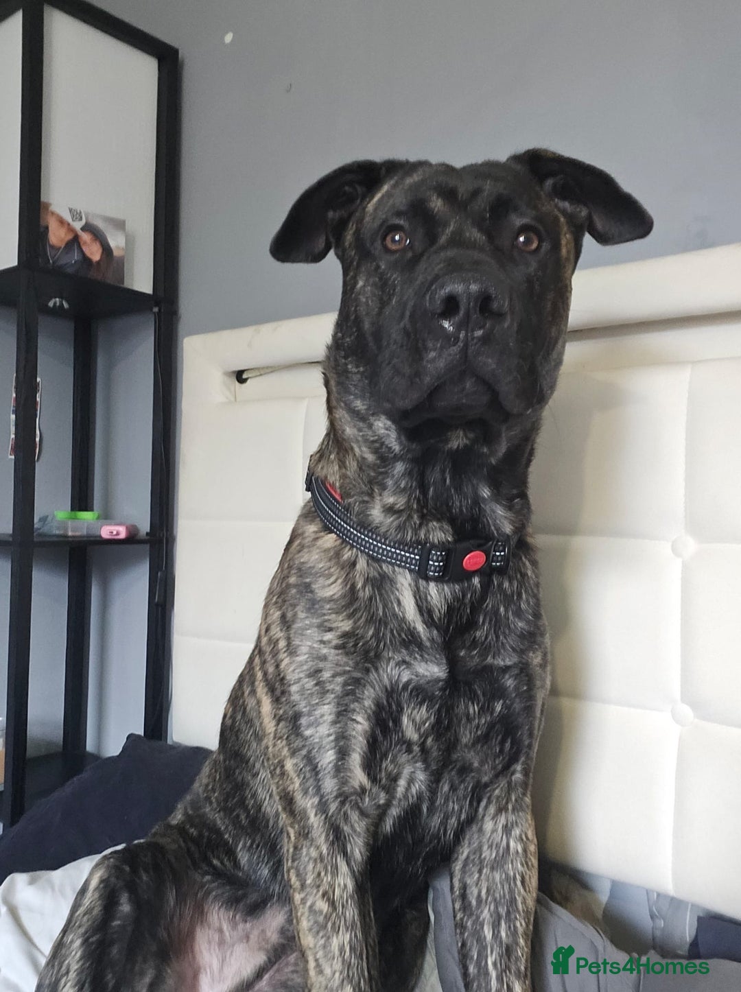 Mixed Breed dogs for sale: Clyde - Image 3