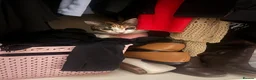 Domestic Shorthair cats for sale: Myla  - Advert 5