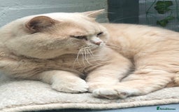 British Shorthair cats for sale: Stunning GCCF cream boy ready now  - Image 14