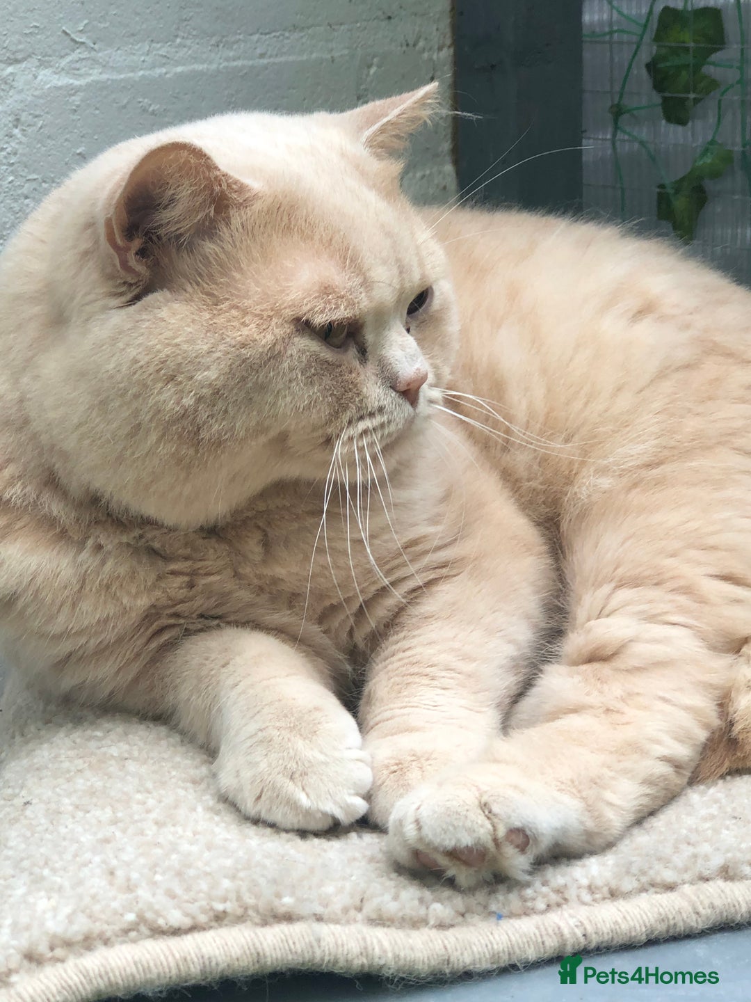 British Shorthair cats for sale: Stunning GCCF cream boy ready now  - Image 14