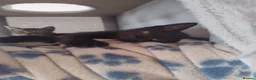Mixed Breed cats for sale: Last little black male kitten with tabby markings  - Advert 13
