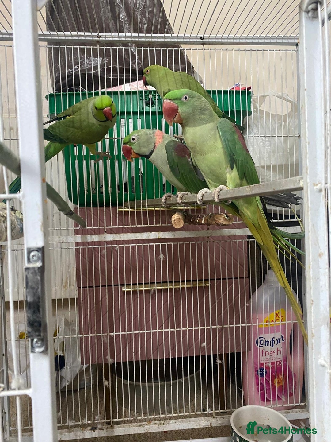 Parrots birds for sale: Alexandra parrots  - Advert 2