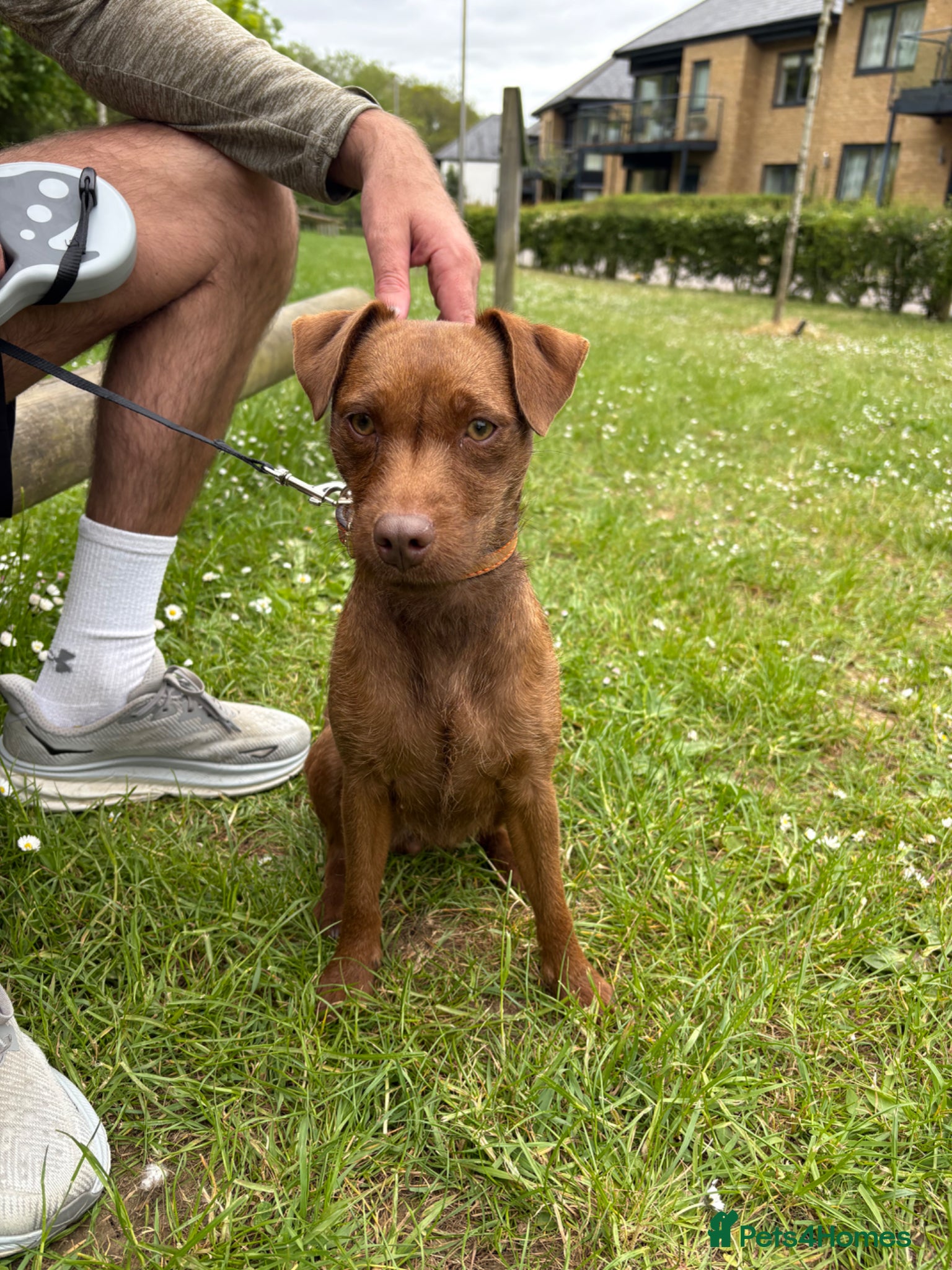 Patterdale Terrier dogs Patterdale Terrier female 2 year old  - Advert 1