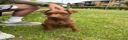 Patterdale Terrier dogs for sale: Patterdale Terrier female 2 year old  in Harlow - Advert 1