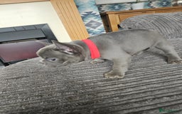 French Bulldog dogs for sale: Gorgeous frenchie pups  - Image 15