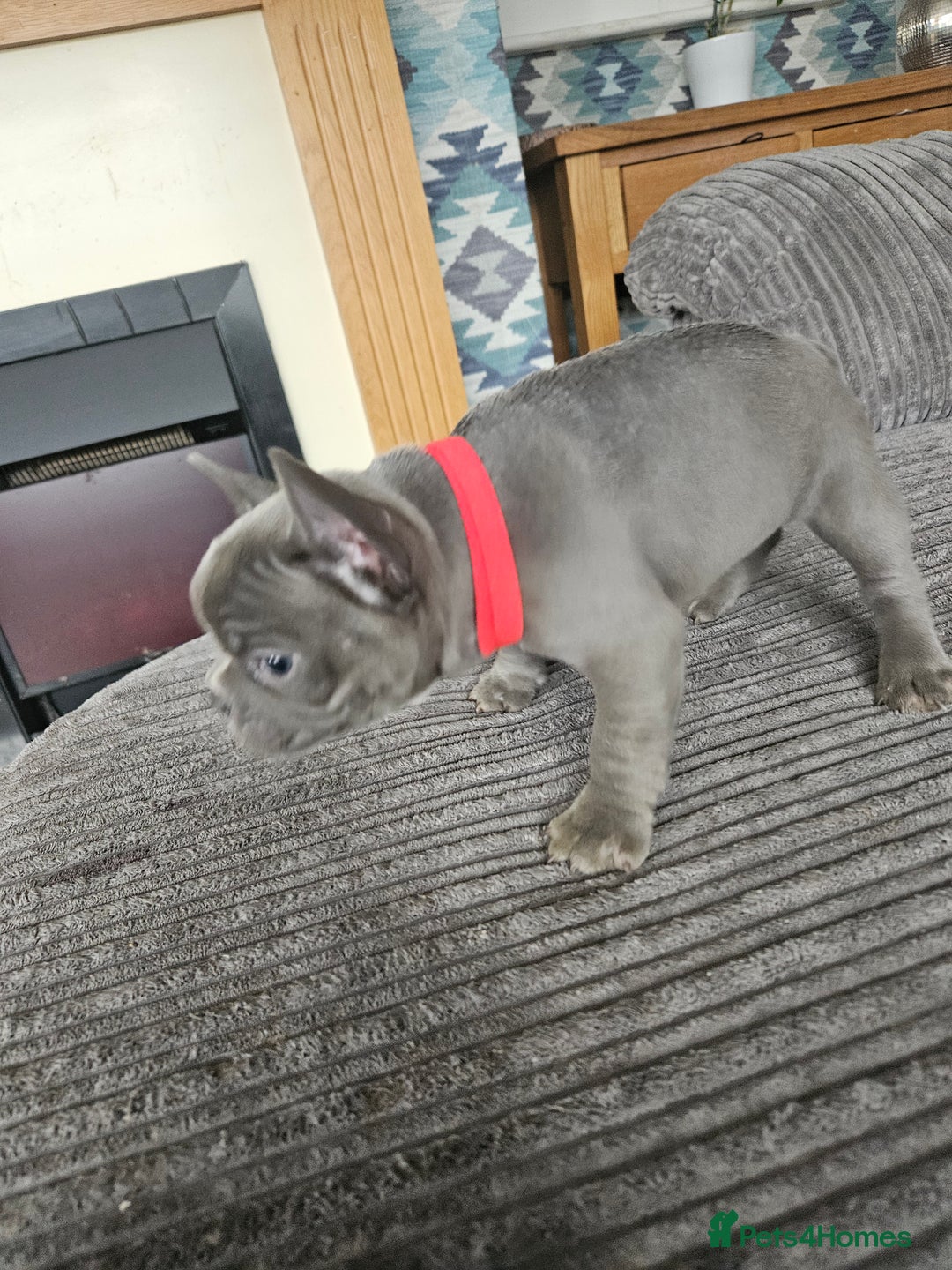 French Bulldog dogs for sale: Gorgeous frenchie pups  - Image 15