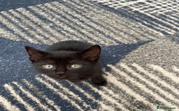 Mixed Breed cats for sale: 5 kittens for sale - Image 15