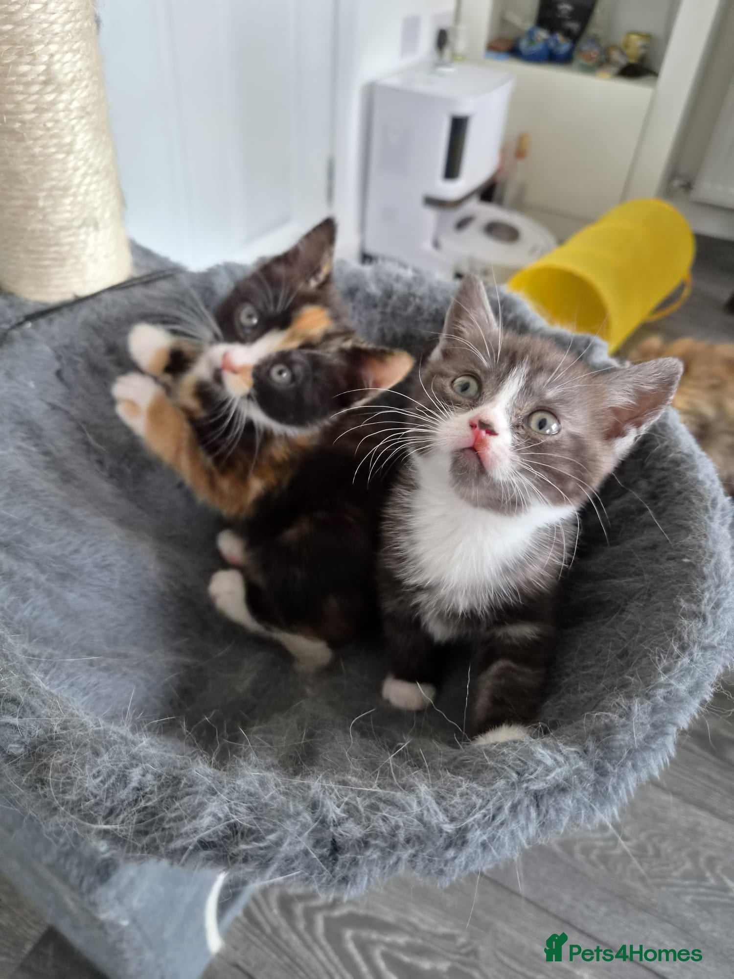 Scottish Fold cats Scottish stright mum,Playful kittens mixed breed  - Advert 1