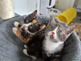 Scottish Fold cats Scottish stright mum,Playful kittens mixed breed - Advert 1