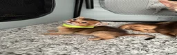 Abyssinian cats for sale: Abyssinian kittens 🌟😻🌟 - Advert 6