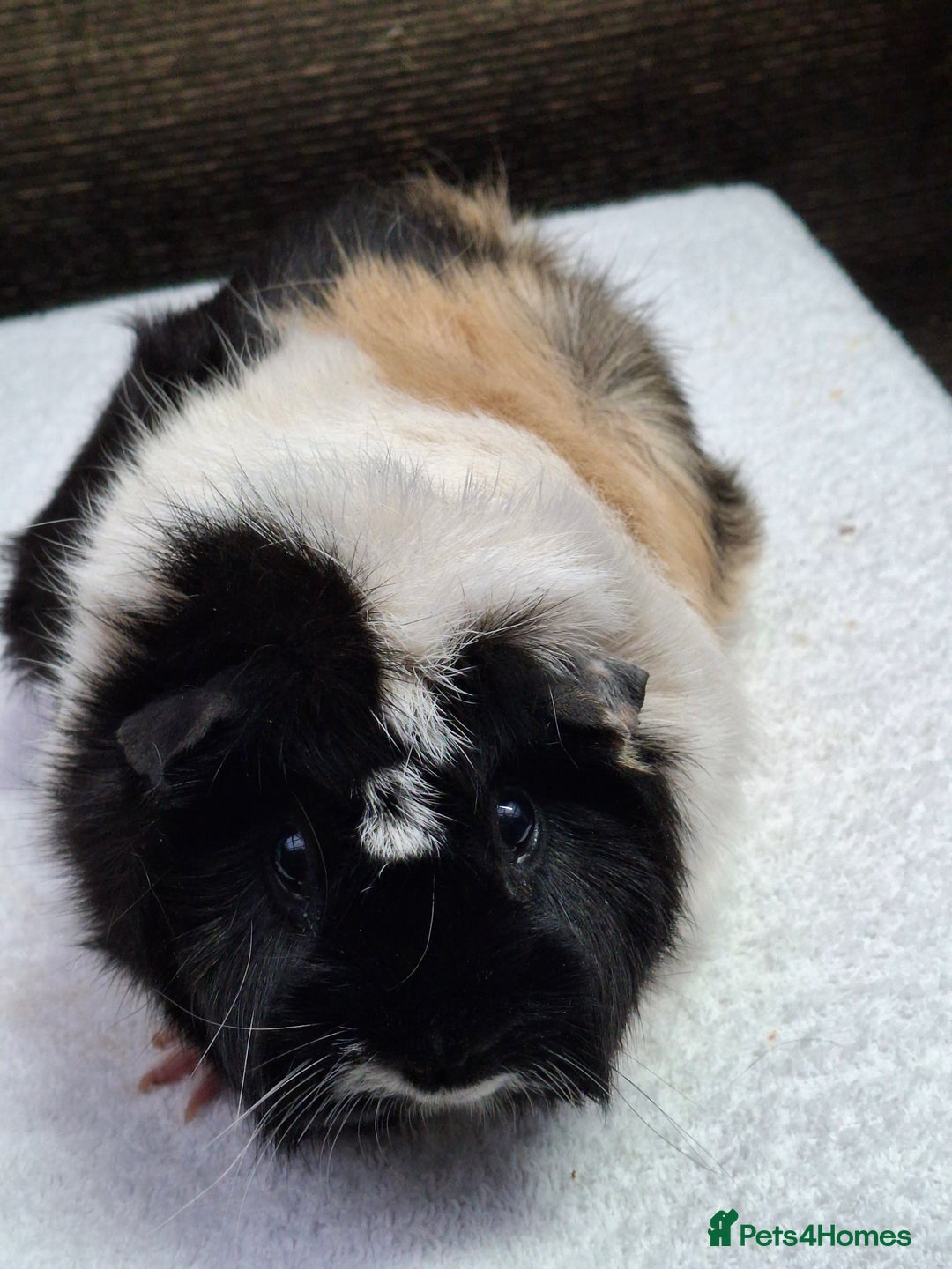 Guinea Pig rodents for sale: Adult Guineapig  - Advert 4