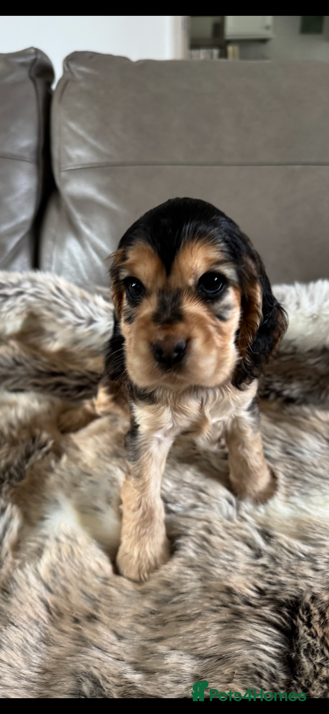 Cocker Spaniel dogs for sale: 🐶 Beautiful Show-Type Cocker Spaniel Puppies 🐶 - Advert 9