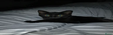 Mixed Breed Kitten 1