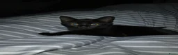 Mixed Breed cats for sale: Beautiful black girl kitten - Advert 2