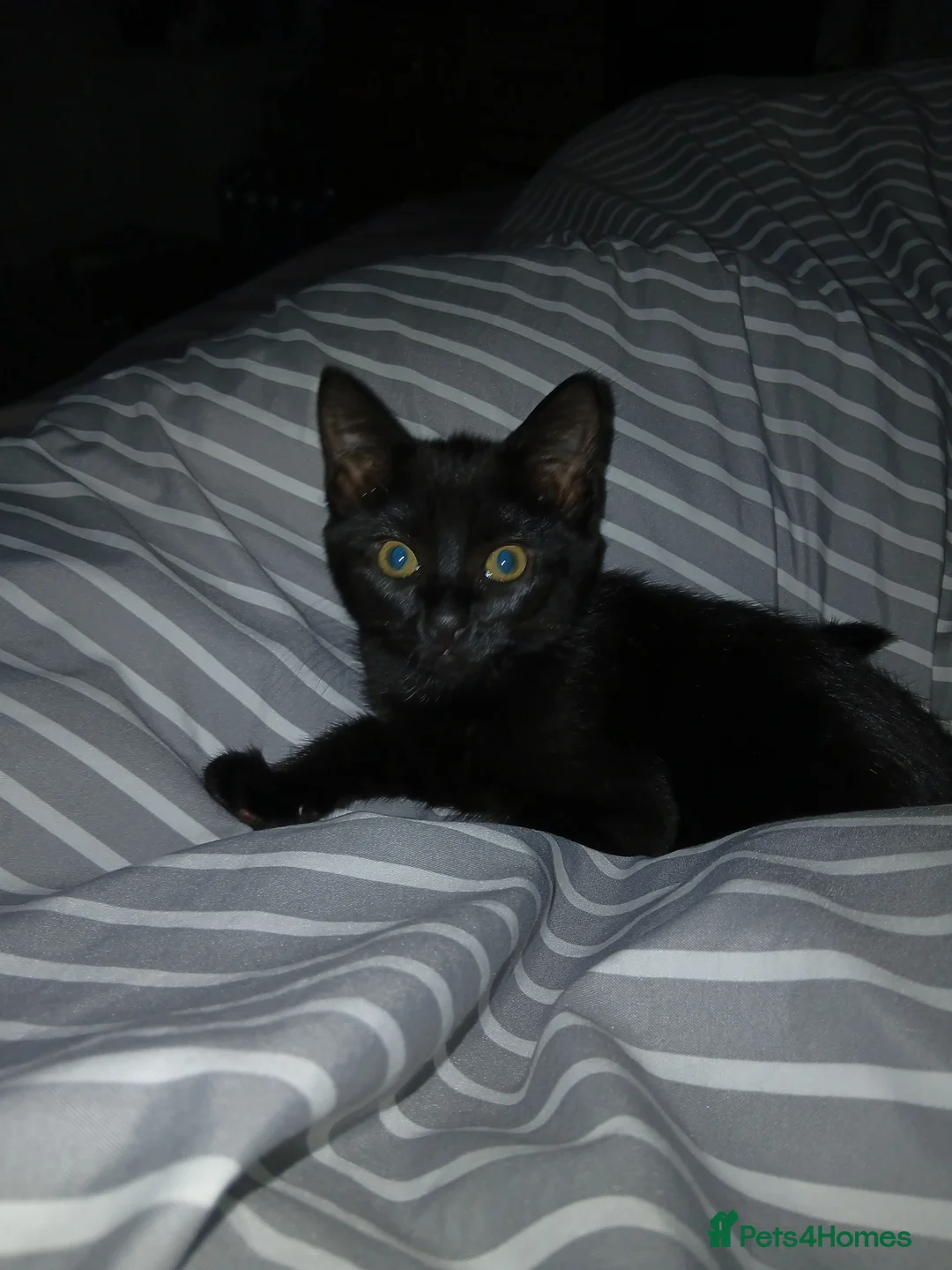 Mixed Breed cats for sale: Beautiful black girl kitten - Advert 2
