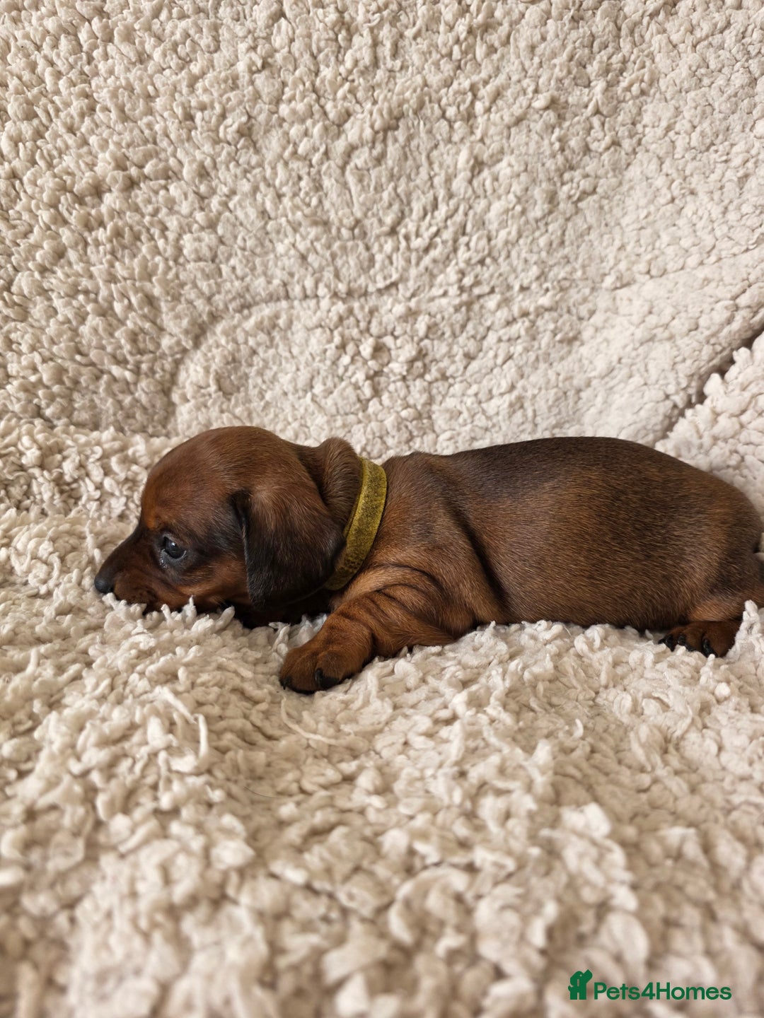 Miniature Dachshund dogs for sale: Beautiful short haired minature dauchshunds  - Advert 9