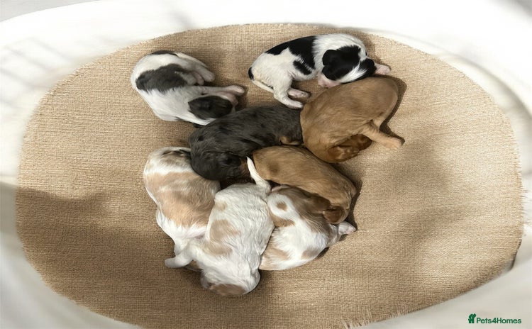 Cavapoo dogs ** RARE CAVAPOO PUPPIES DNA 🧬 CLEAR ** - Advert 1