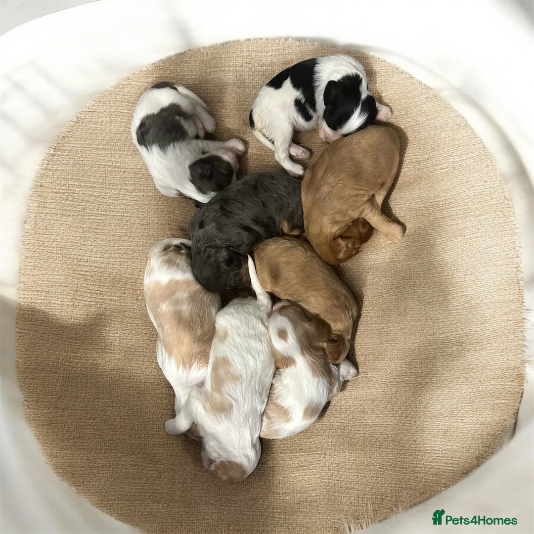 Cavapoo dogs for sale: ** RARE CAVAPOO PUPPIES DNA 🧬 CLEAR ** - Advert 1