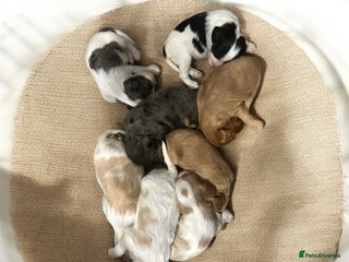 Cavapoo dogs for sale: ** RARE CAVAPOO PUPPIES DNA 🧬 CLEAR ** - Advert 1