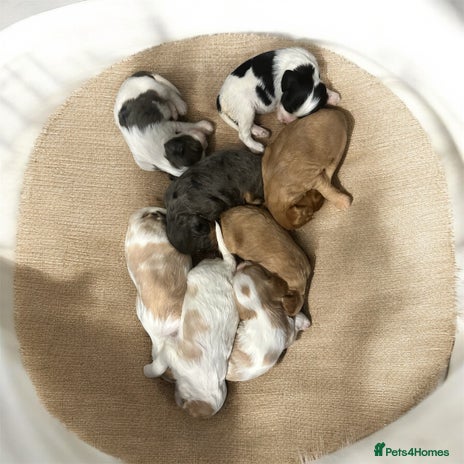 Cavapoo dogs ** RARE CAVAPOO PUPPIES DNA 🧬 CLEAR ** - Advert 1