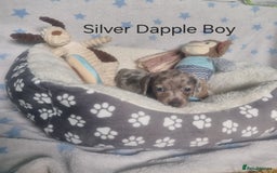 Miniature Dachshund dogs for sale: Stunning Miniature Dachshund Puppies - Image 16
