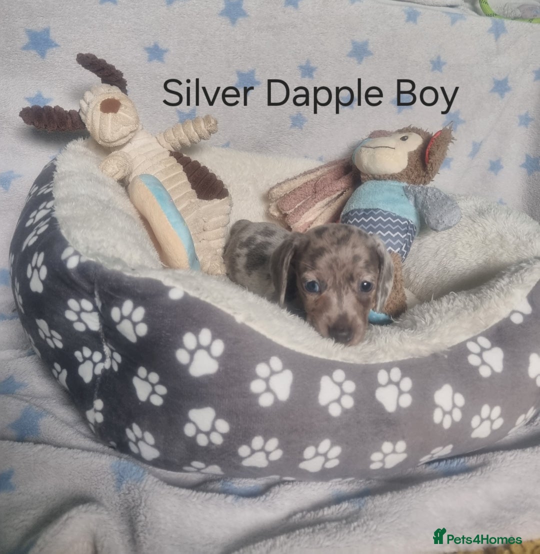 Miniature Dachshund dogs for sale: Stunning Miniature Dachshund Puppies - Image 16