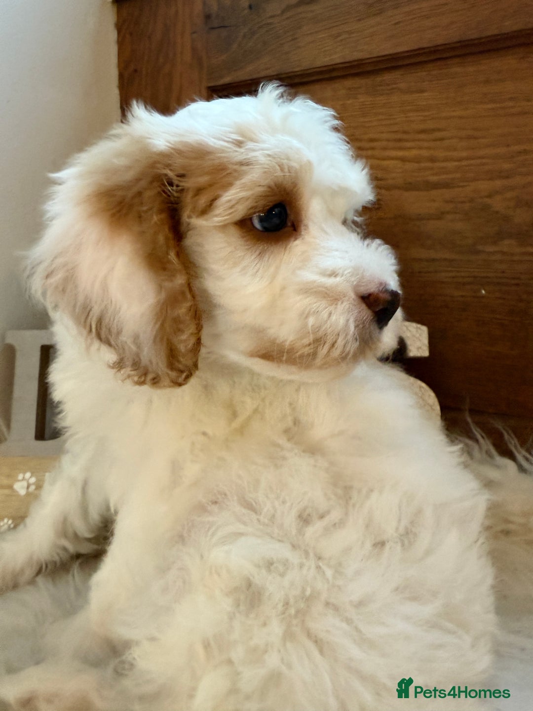 Cockapoo dogs for sale: Gorgeous Cockapoo puppies - Advert 4