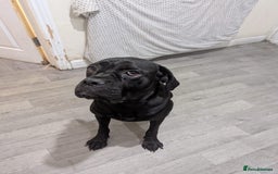 Cane Corso dogs for sale: Cane Corso  - Image 5