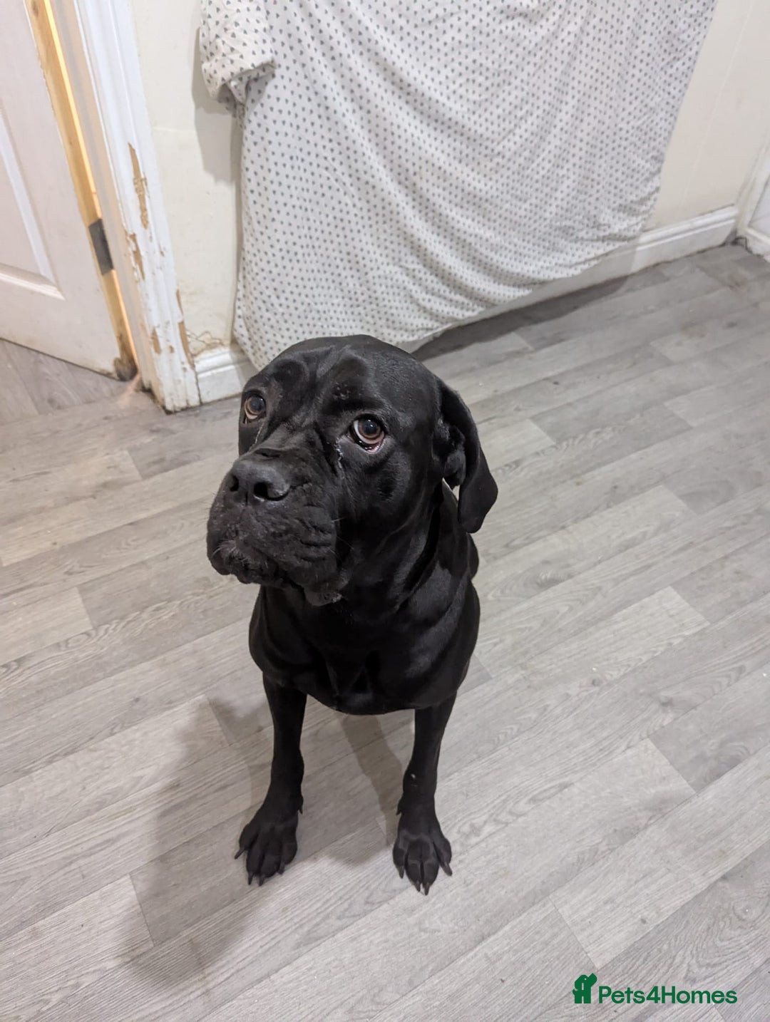 Cane Corso dogs for sale: Cane Corso  - Image 5