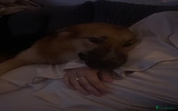 Mixed Breed dogs for sale: German shepherd  - Image 4