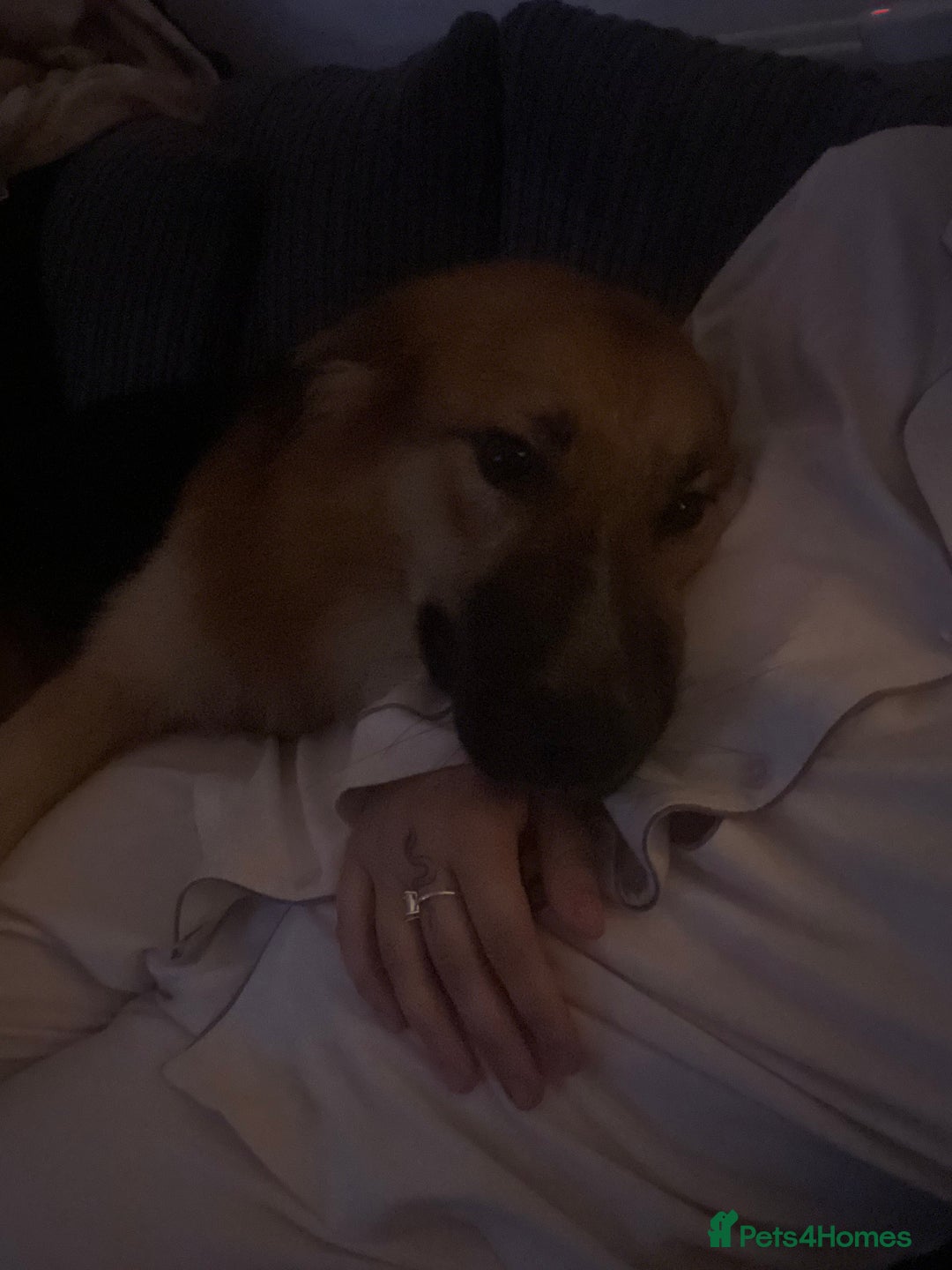 Mixed Breed dogs for sale: German shepherd  - Image 4