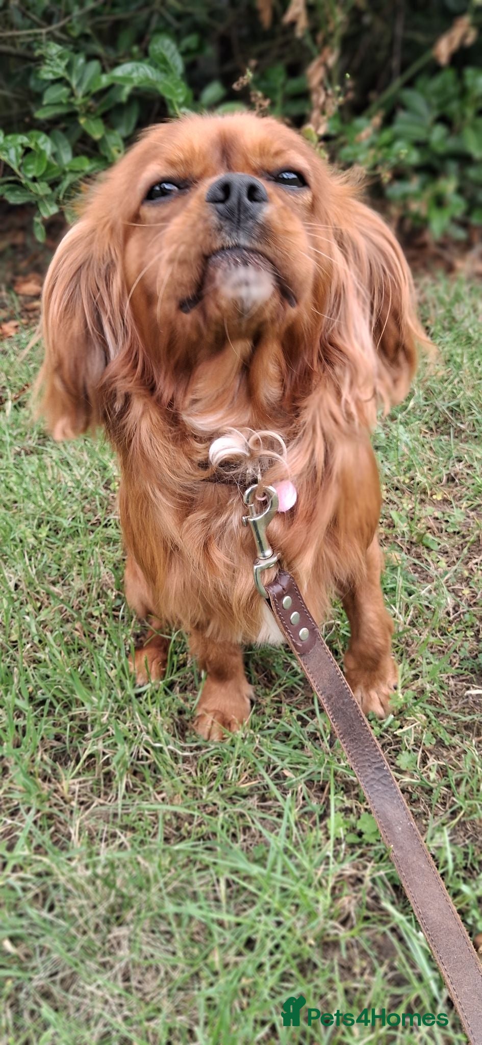 Cavalier King Charles Spaniel dogs KC Registered Stanley the King Charles  - Advert 21
