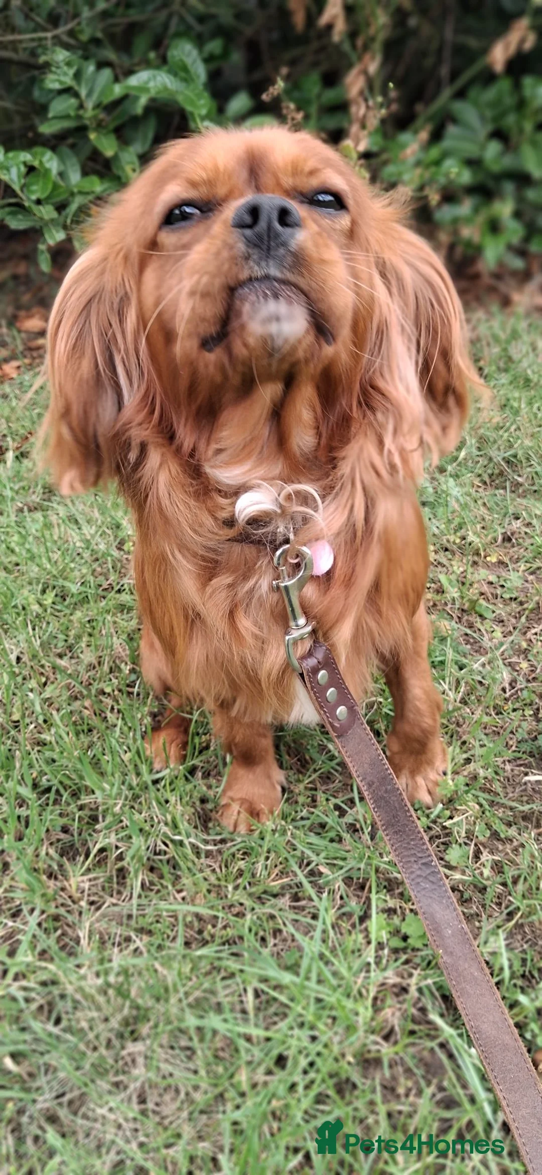 Cavalier King Charles Spaniel dogs for stud: KC Registered Stanley the King Charles  - Advert 7