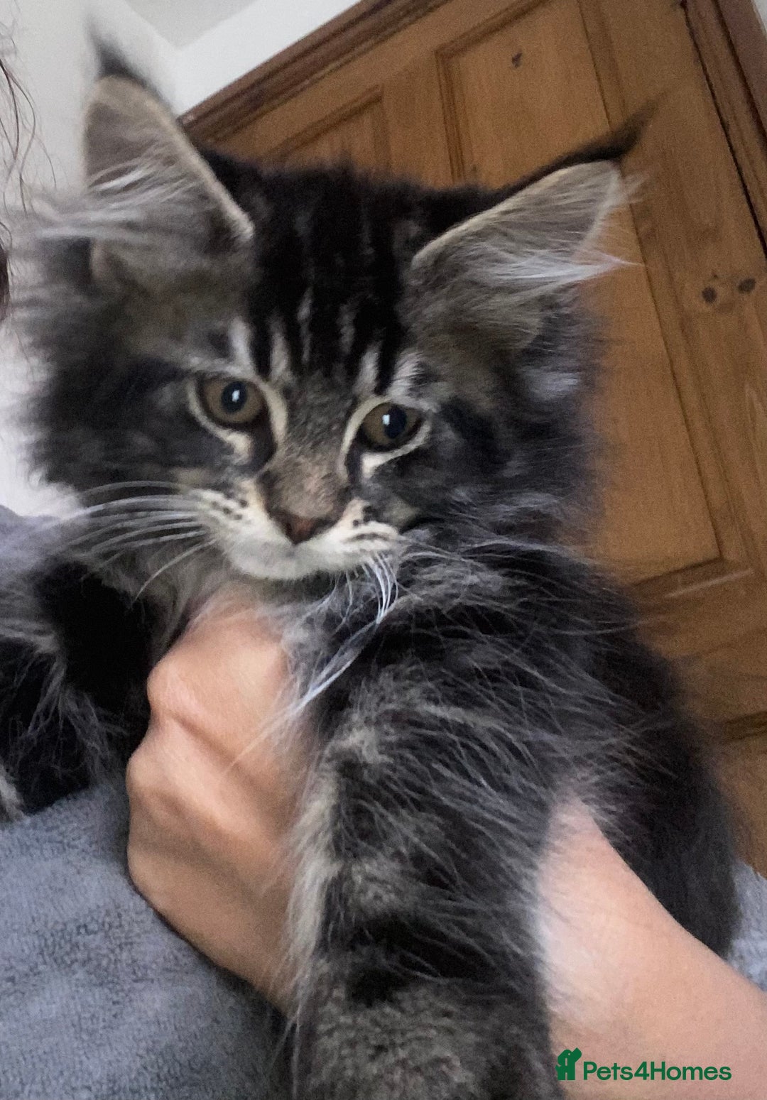 Maine Coon cats for sale: Ready Now  - Image 10