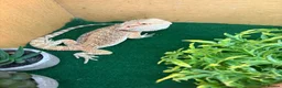 Bearded Dragon reptiles for sale: Bearded dragons  - Advert 3