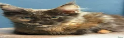 Maine Coon cats for sale: Beautiful TICA Reg kittens - Advert 4