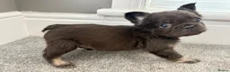 French Bulldog dogs for sale: 🎃🐾 FLUFFY FRENCH – READY 26TH OCTOBER! 🐾🎃 - Advert 5