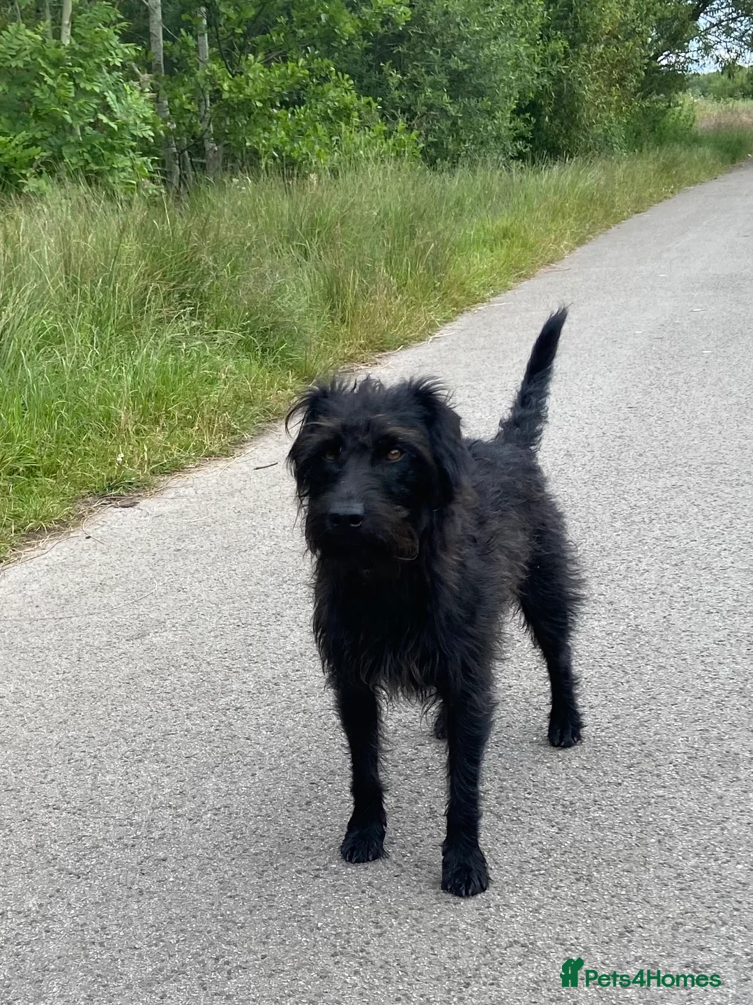 Patterdale Terrier dogs for stud: Patterdale/Black fell terrier for stud in Liverpool - Advert 5