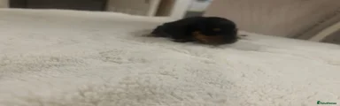 Dachshund 5