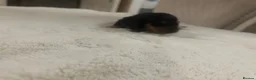 Dachshund dogs for sale: 7 beautiful puppy’s looking for a forever home.  - Advert 7