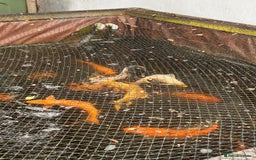 Koi Carp fish for sale: Koi Fish for  - Image 1