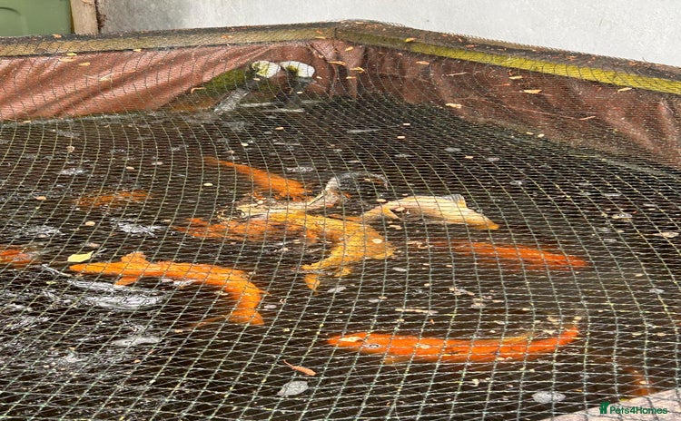 Koi Carp fish - Advert 8