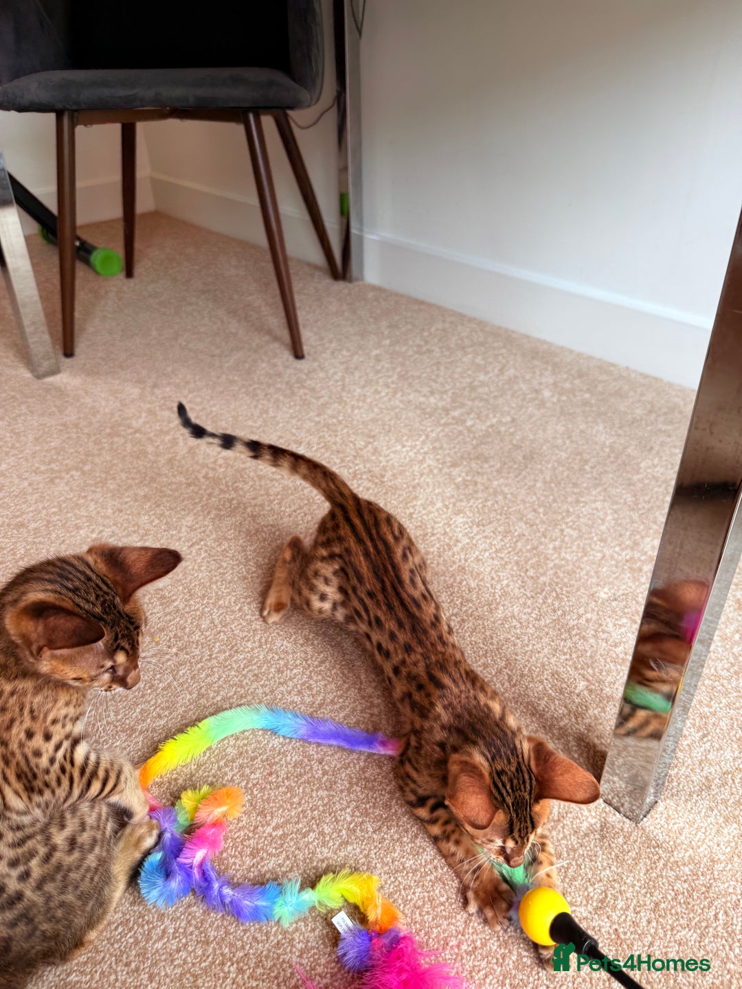 Savannah cats for sale: TICA Reg F3 Savannah Female Kitten ONE LEFT - Image 24