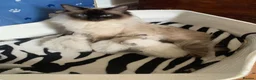 Ragdoll cats for sale: Beautiful Ragdoll Kittens for sale  in Leeds - Advert 3