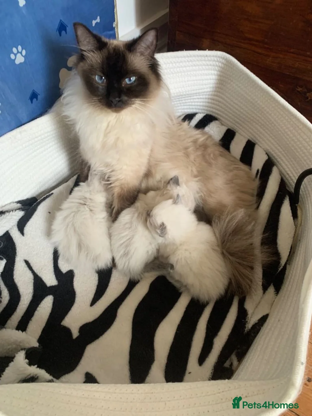 Ragdoll cats for sale: Beautiful Ragdoll Kittens for sale  in Leeds - Advert 3