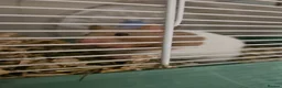 Hamster rodents for sale: Female syrian hamster with set up - Advert 7